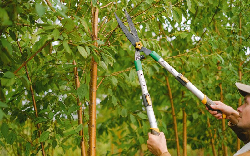 Tree trimming in Elkton, OR